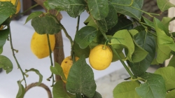 La divina costiera: l'evento culturale del Cralt ad Amalfi, Positano e Minori