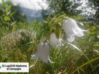 Speciale montagna Folgarida03.JPG