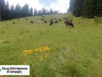 Speciale montagna Folgarida05.JPG
