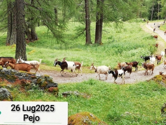 Speciale montagna Folgarida03.JPG