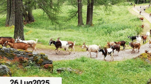Guarda Speciale Montagna: Folgarida
