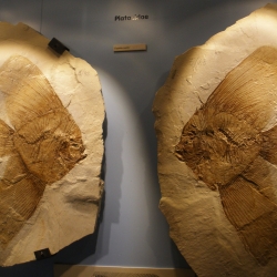 Museo dei Fossili di Bolca