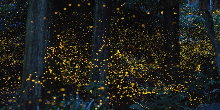 Le lucciole attraggono i turisti a Contursi Terme