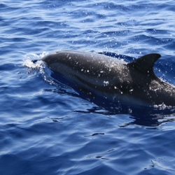 23Escursione alla ricerca dei delfini.JPG