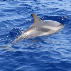 32Escursione alla ricerca dei delfini.JPG