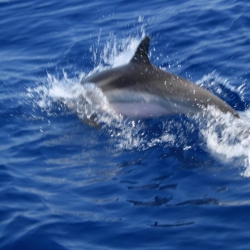 Alla ricerca dei delfini nel mar jonio