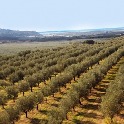 Abruzzo: il turismo legato al vino e all’olio in crescita