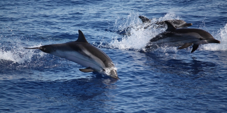 Un tuffo tra gli amici delfini