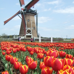 Amsterdam e l'Olanda