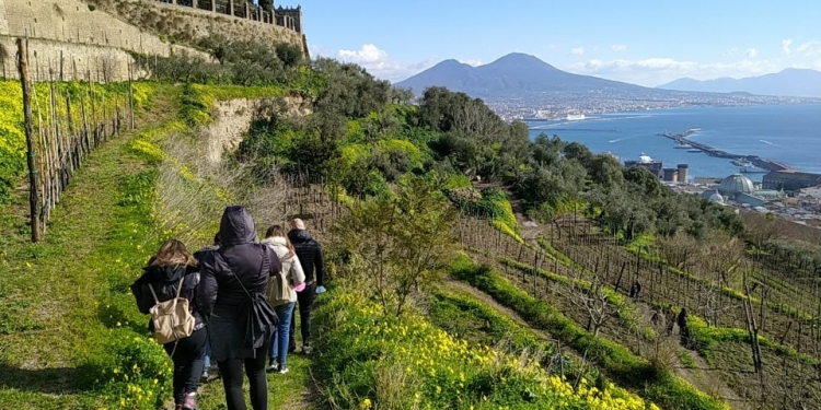 Napoli, passeggiata saporita: la vigna di San Martino