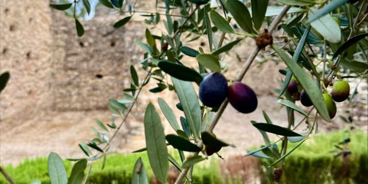 Al Museo per raccogliere castagne e spigolare olive
