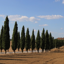 Asciano tra treno e natura