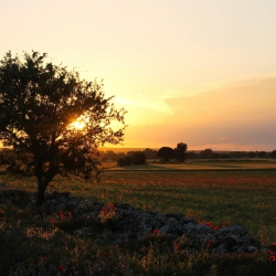 Nel cuore del Geoparco UNESCO della Murgia: natura, storie e silenzi
