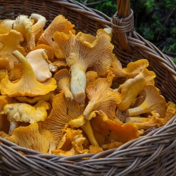 Monte Alago: natura e tradizione dell’andar per funghi in Umbria