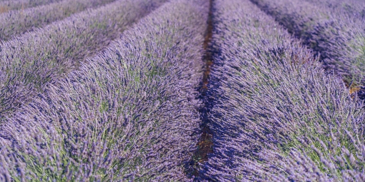 Lavanda a Sale San Giovanni