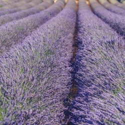 Lavanda a Sale San Giovanni