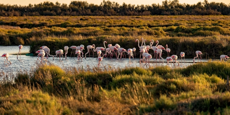 Camargue in crociera fluviale sul Rodano