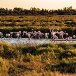 Camargue in crociera fluviale sul Rodano